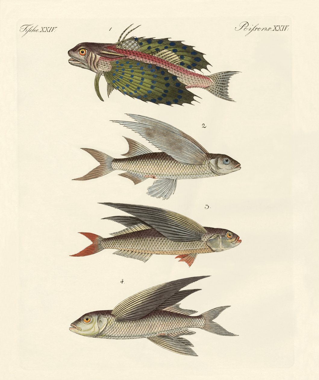 Fliegende Fische von German School