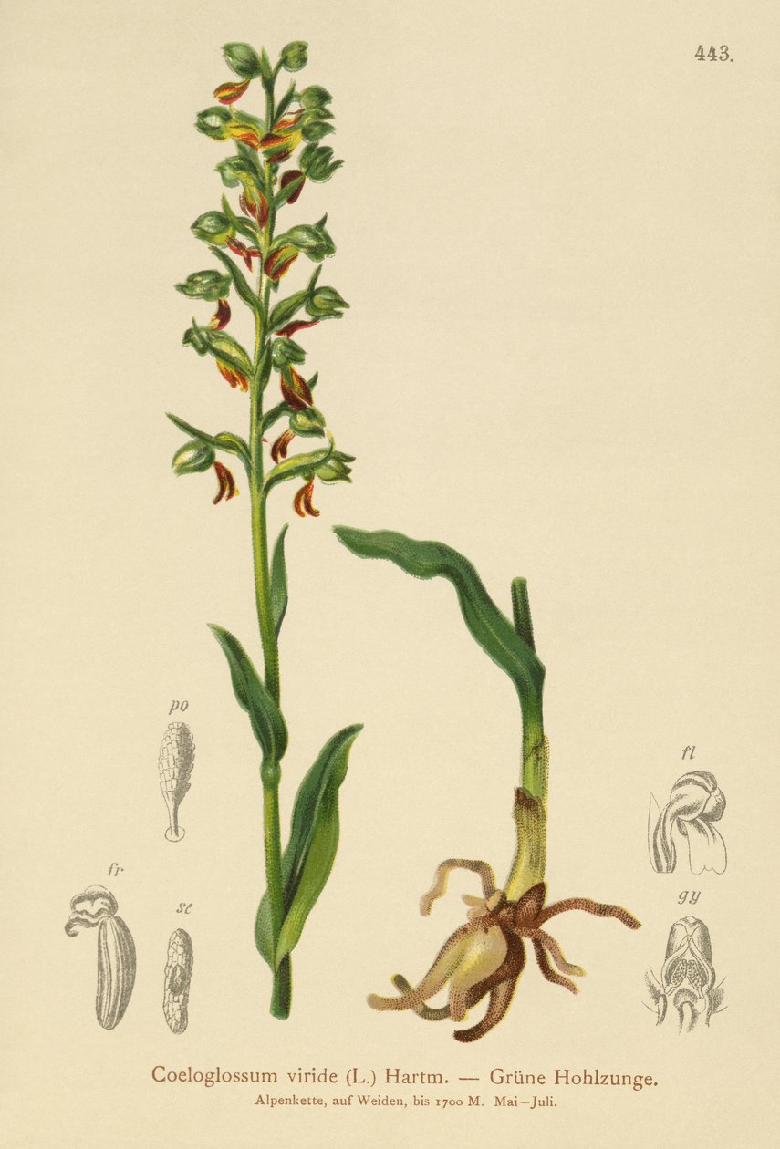 Frosch-Knabenkraut von German School