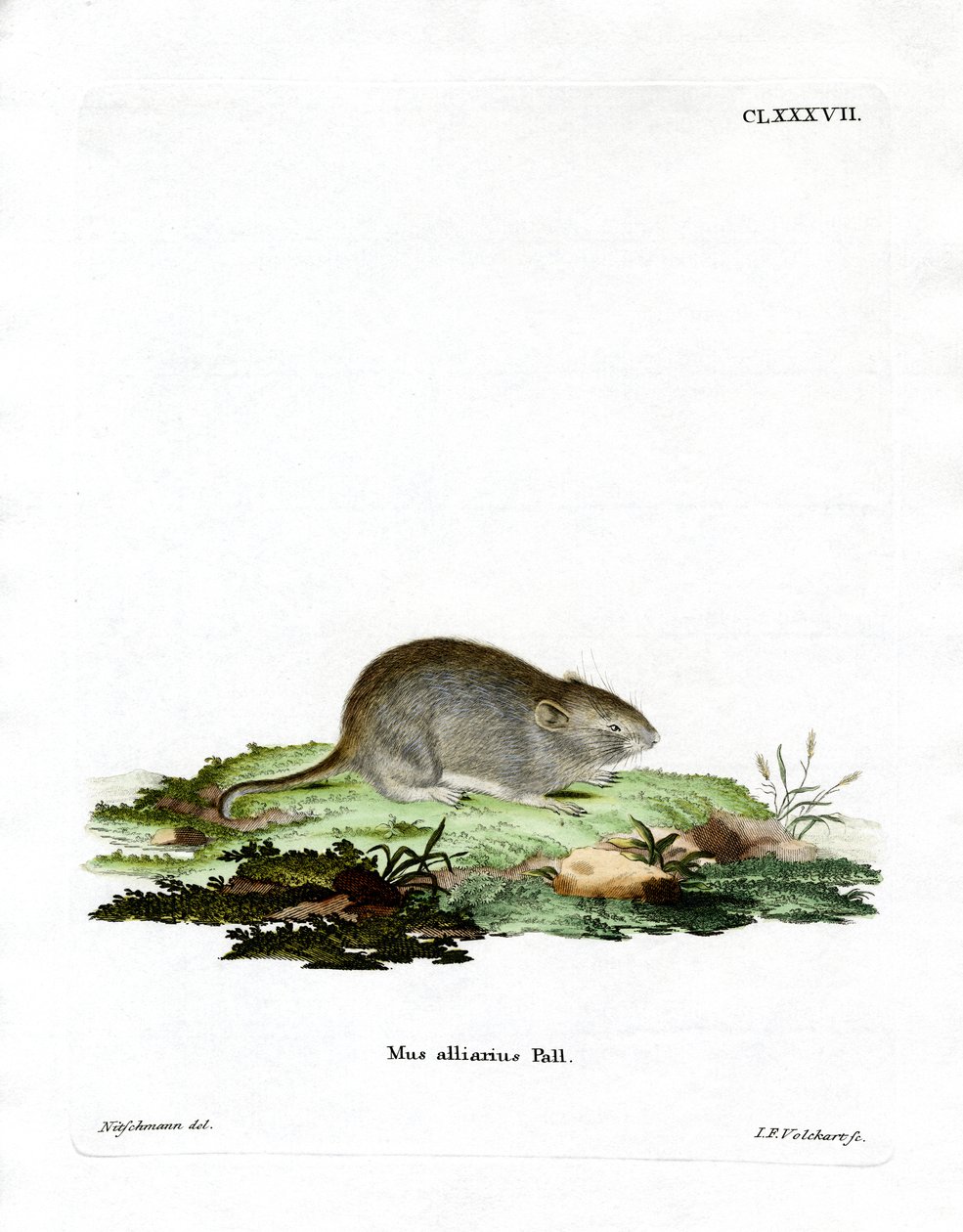 Knoblauchmaus von German School