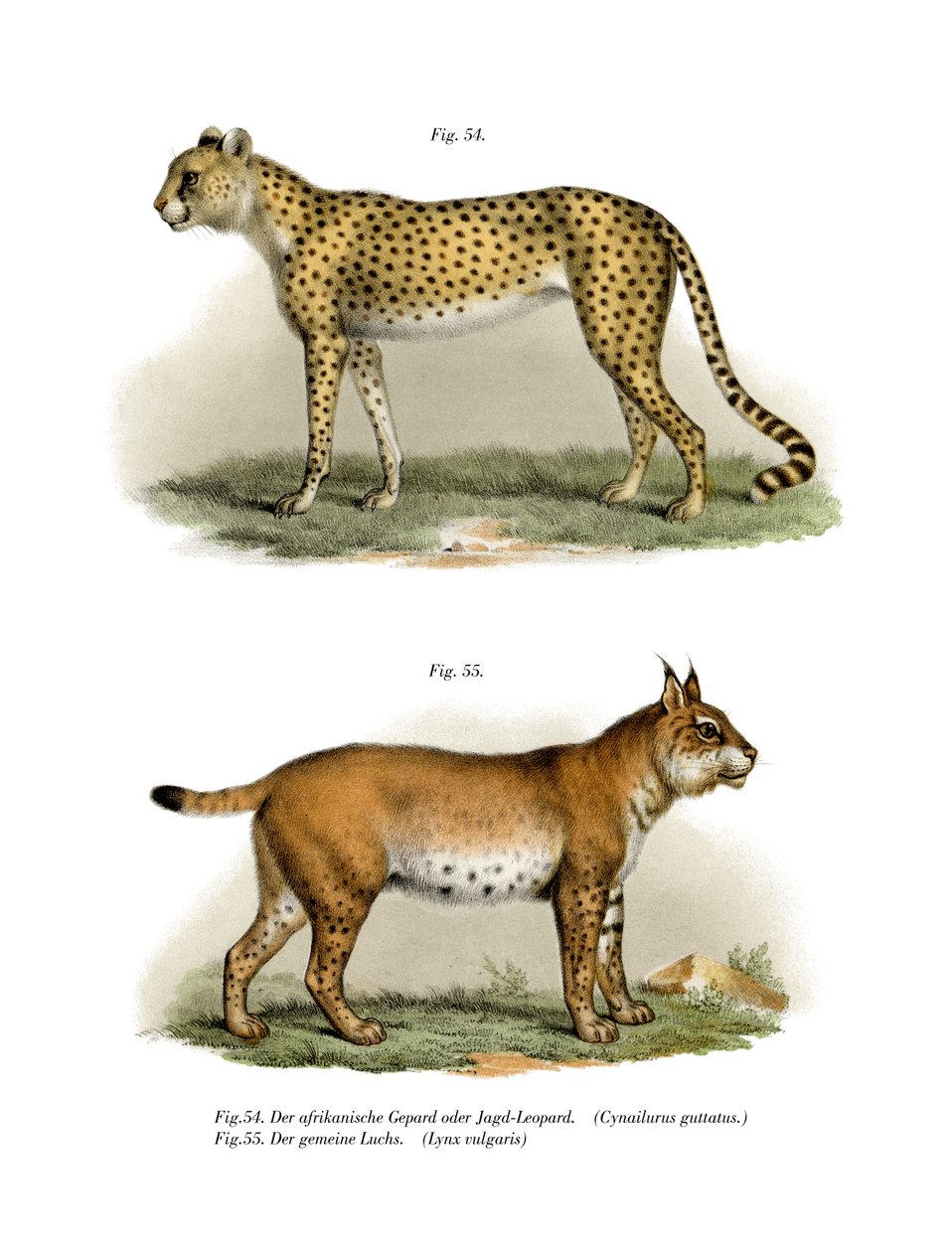 Gepard, 1860 von German School