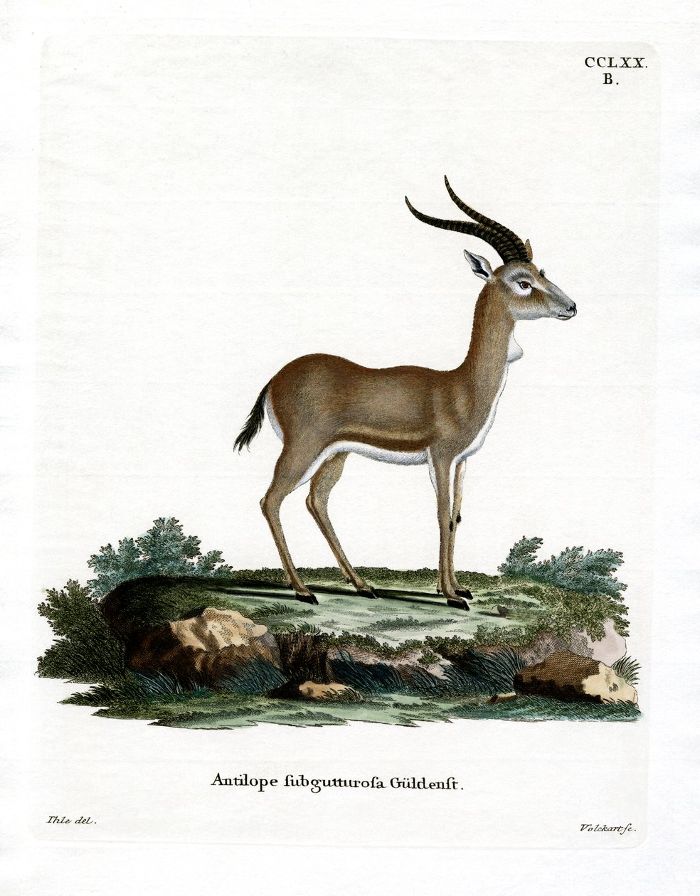 Kropfgazelle von German School