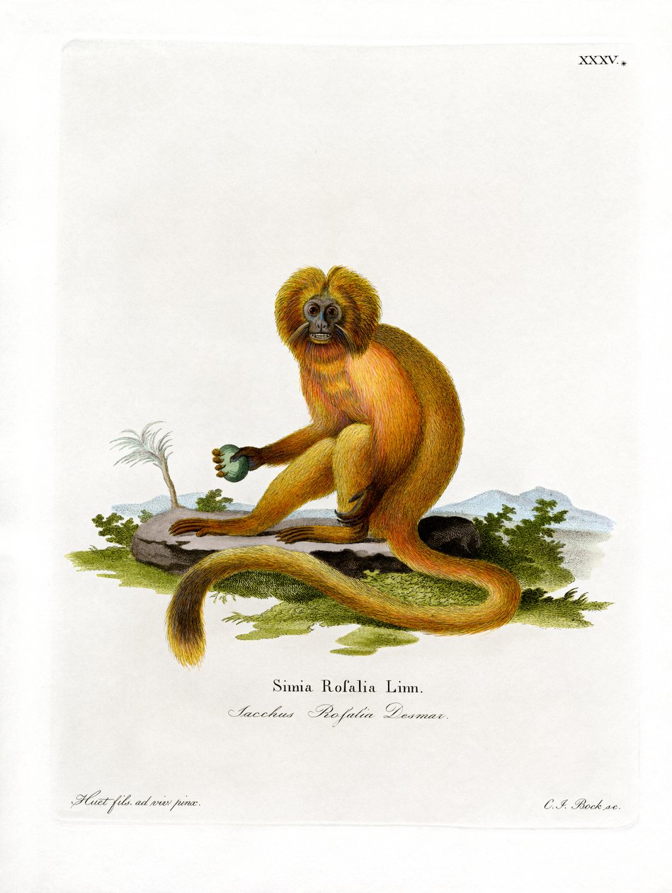 Goldener Löwenaffe von German School
