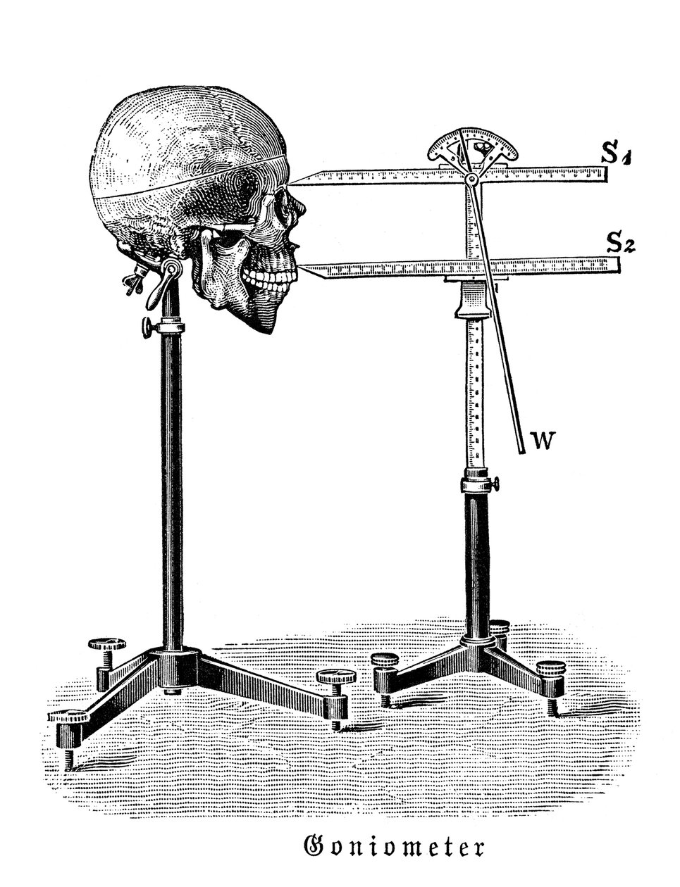 Goniometer zur Messung des menschlichen Schädels von German School