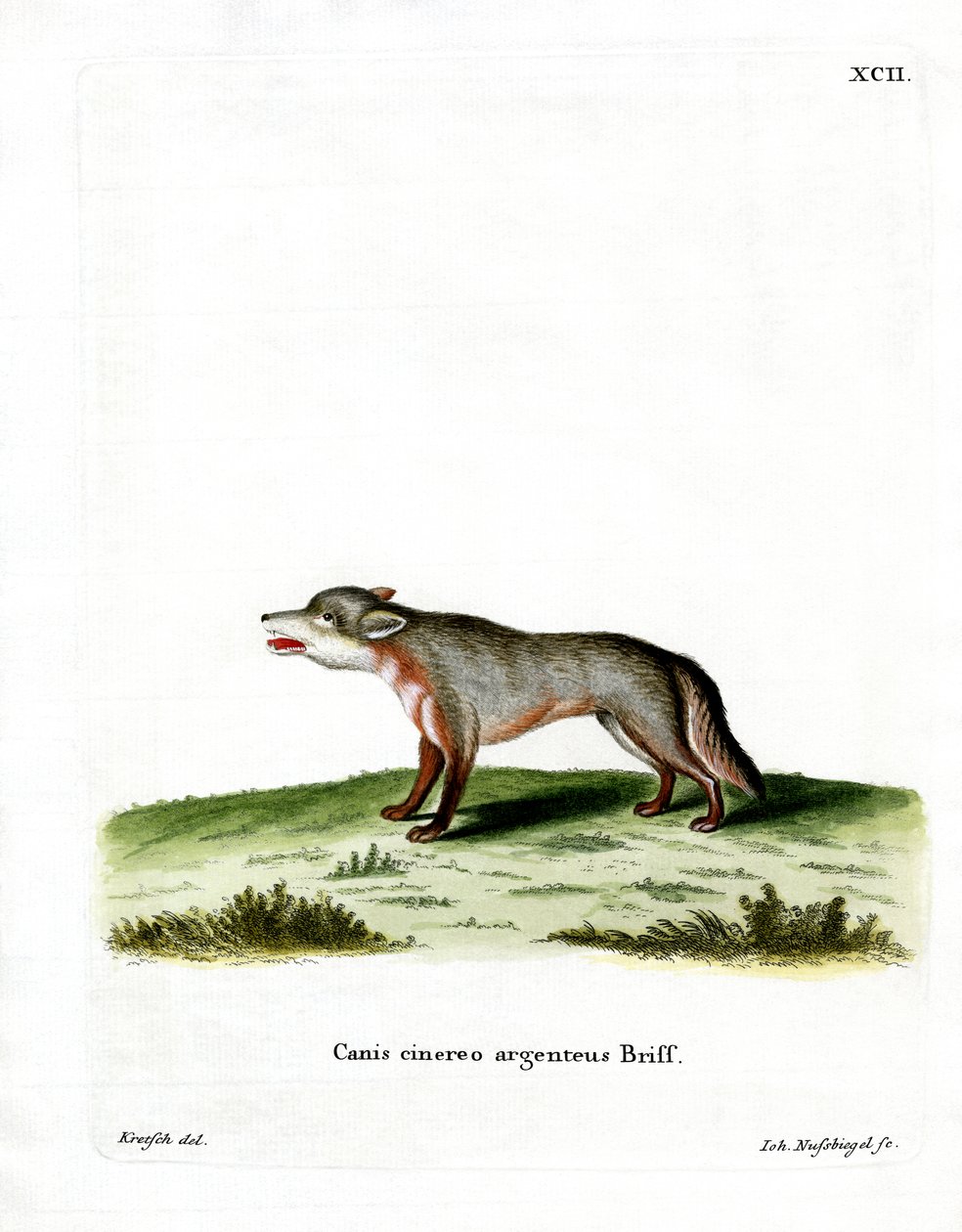 Graufuchs von German School