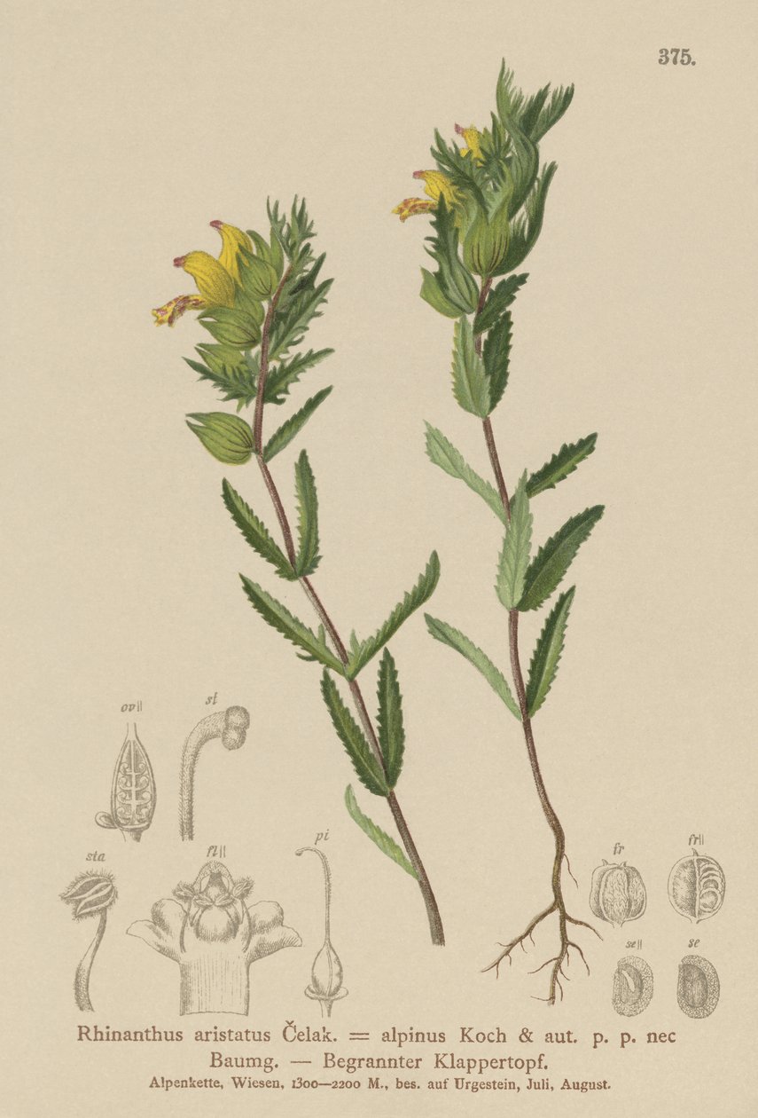 Behaarter Klappertopf (Rhinanthus aristatus, Rhinanthus alpinus) von German School