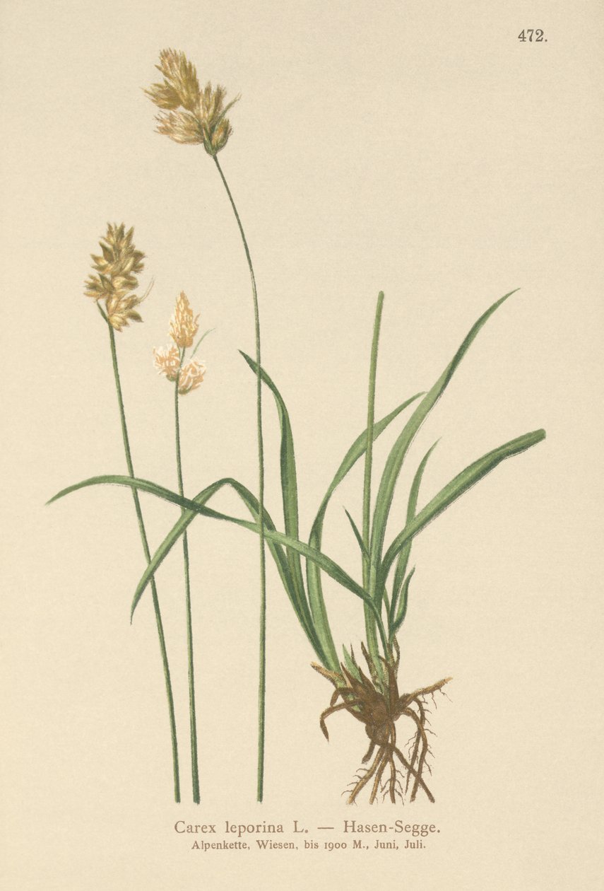 Hasen-Segge (Carex leporina, Carex ovalis) von German School