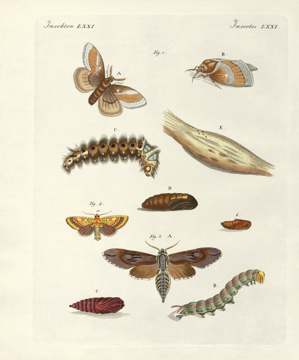 Schädliche Schmetterlinge von German School