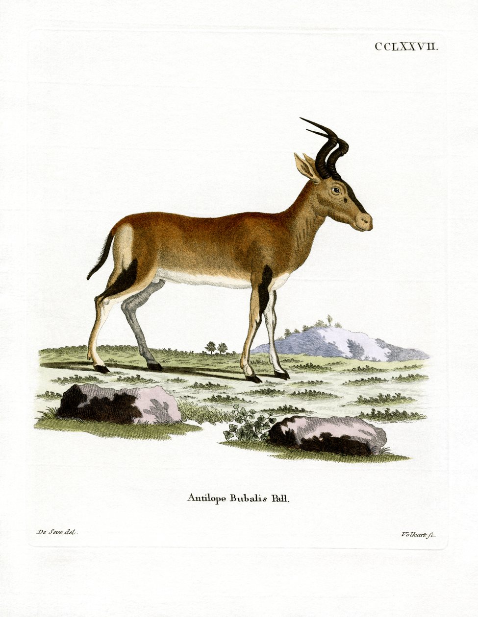 Hartebeest von German School