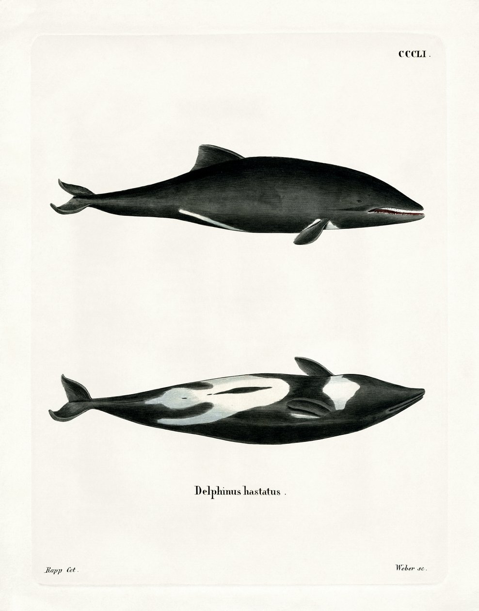 Haviside-Delfin von German School