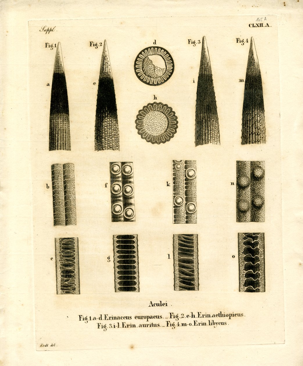 Igelstacheln von German School