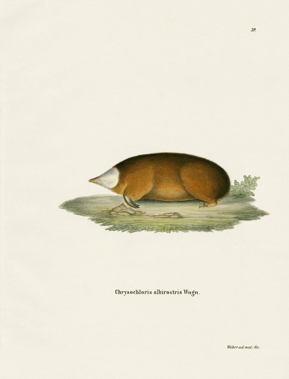 Hottentotten-Goldmull (farbige Gravur) von German School