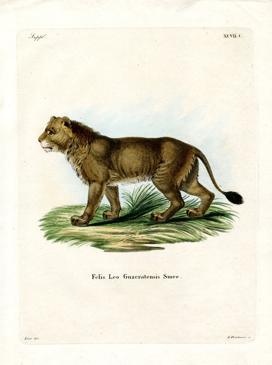 Indischer Löwe von German School