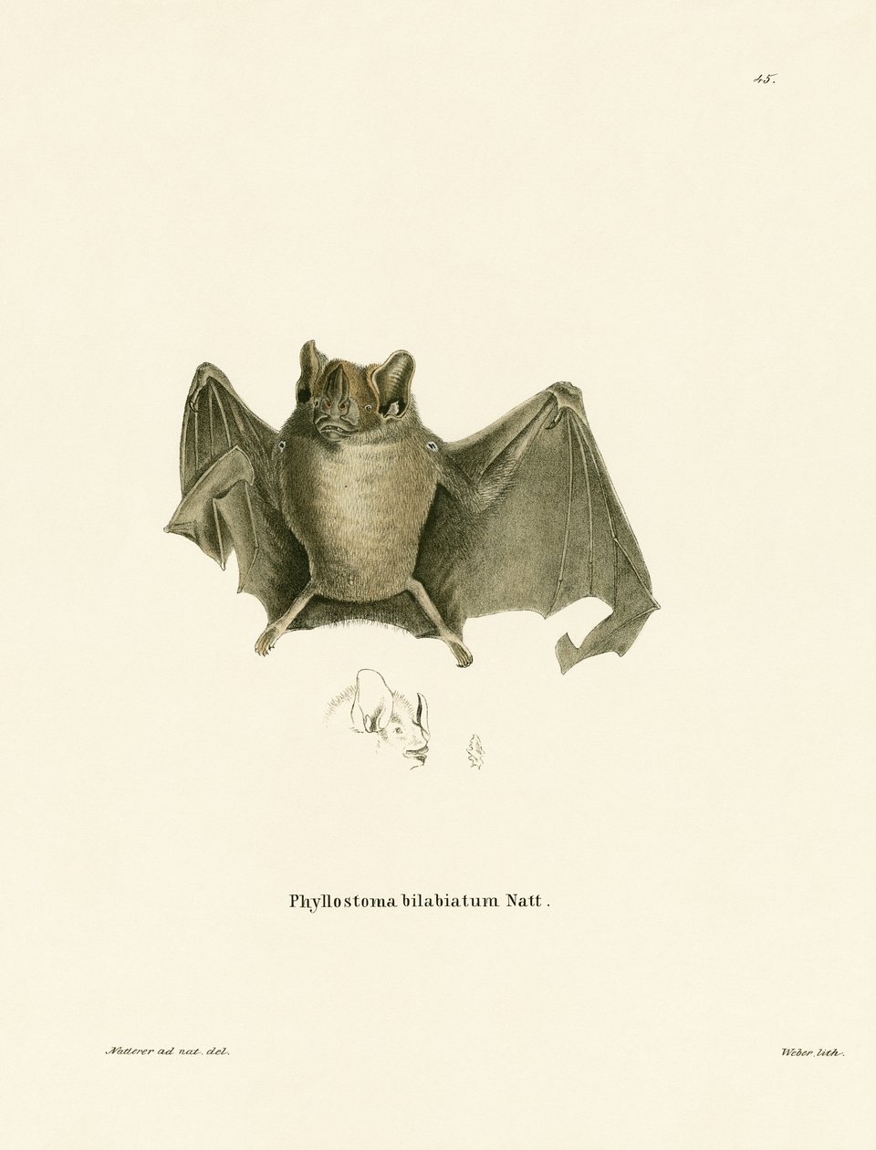 Ipanema-Fledermaus von German School