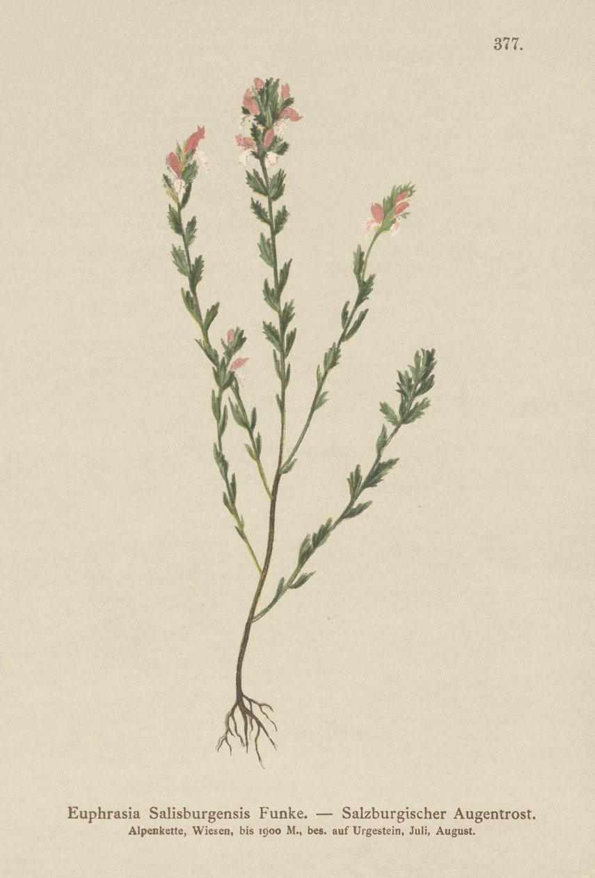 Irisches Augentrost (Euphrasia Salisburgensis) von German School