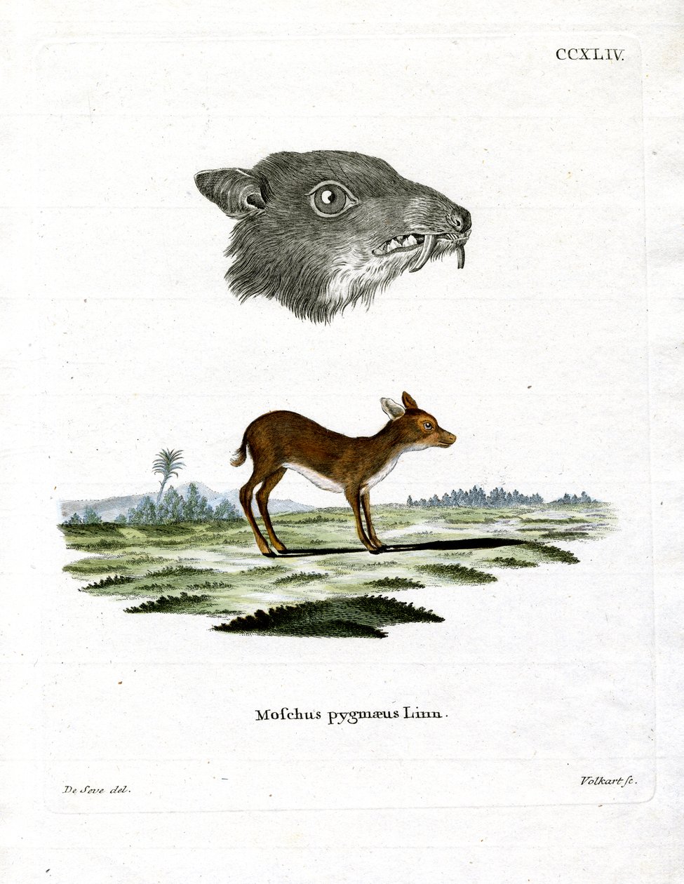 Java-Mausdeer von German School