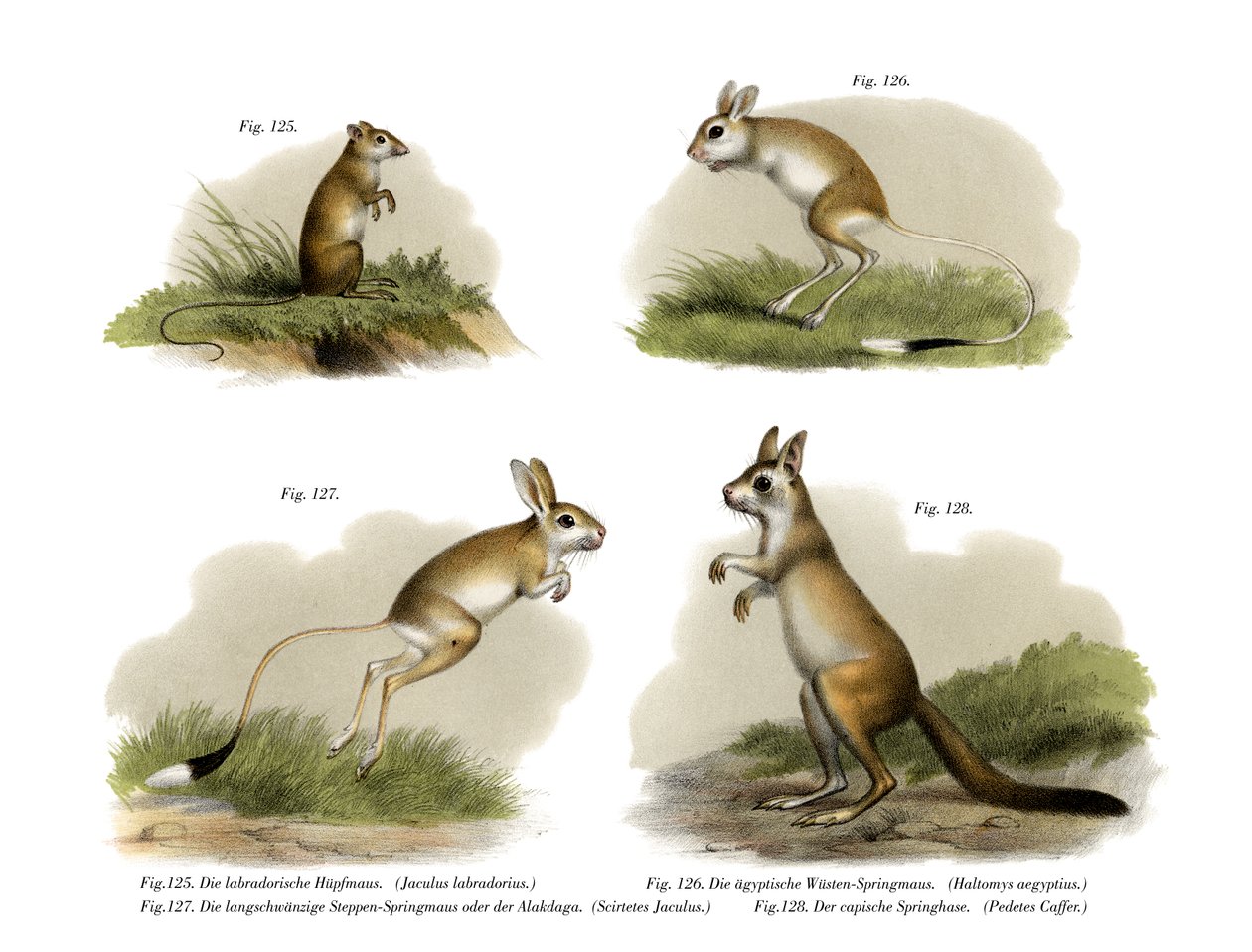 Springmaus von German School