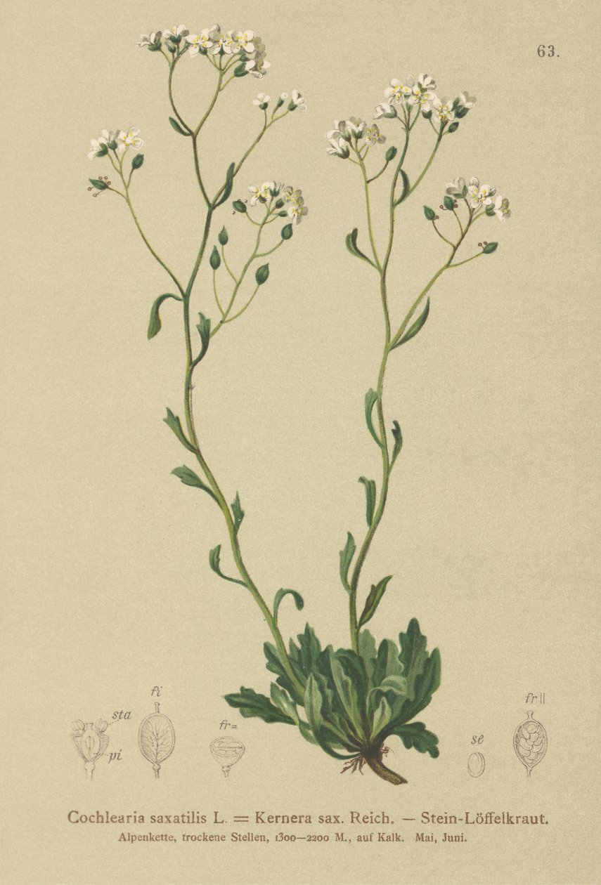 Kernera von German School
