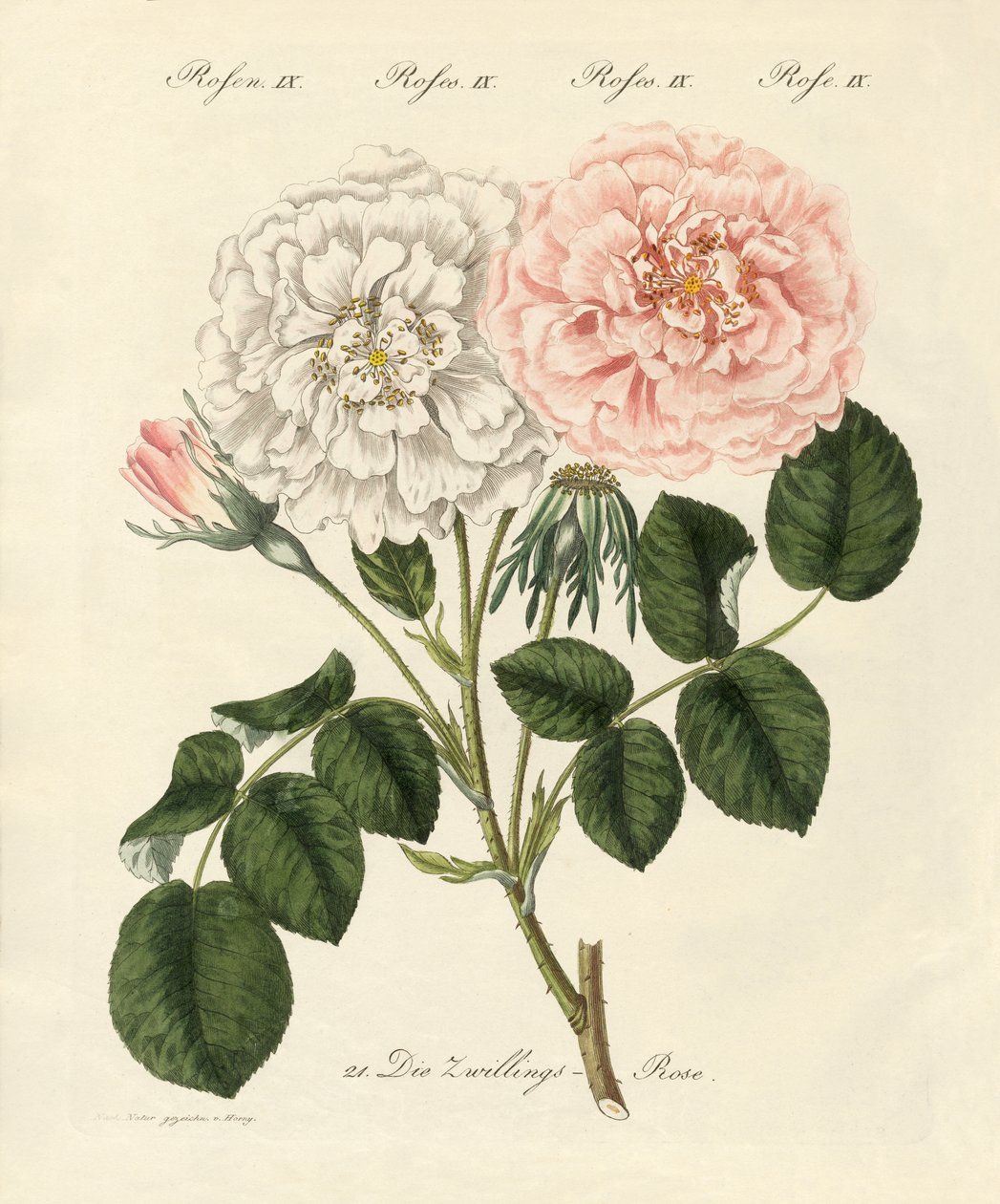 Arten von Rosen von German School