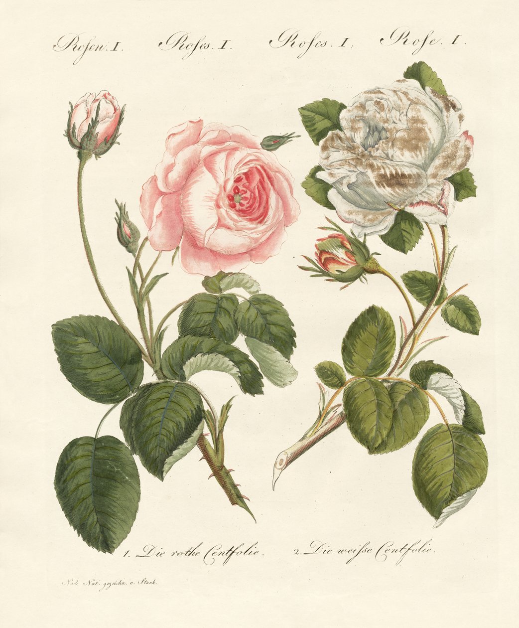 Arten von Rosen von German School