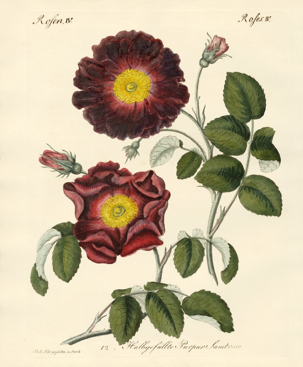 Rosenarten von German School