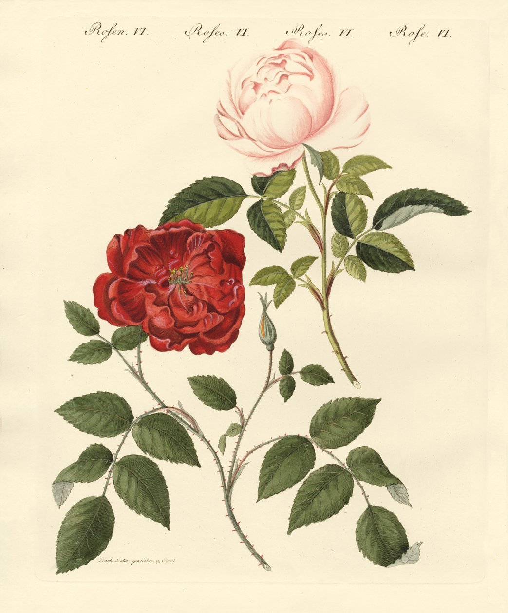 Arten von Rosen von German School