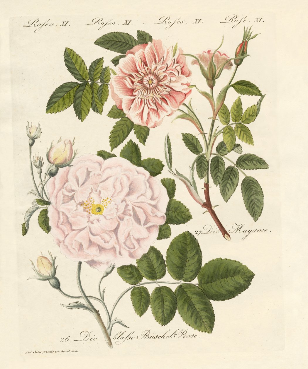 Arten von Rosen von German School