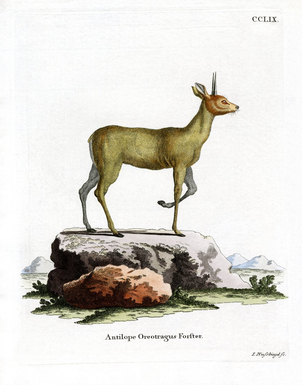 Klipspringer von German School