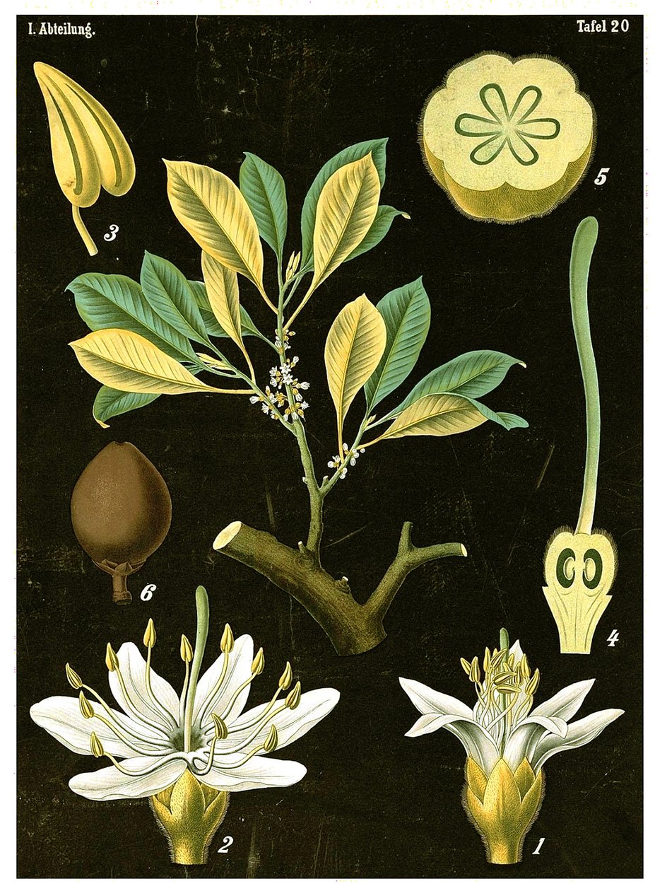 Latex (Palaquium gutta) um 1890 von German School
