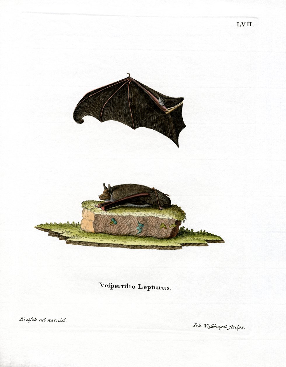 Kleiner Sackflügelfledermaus von German School