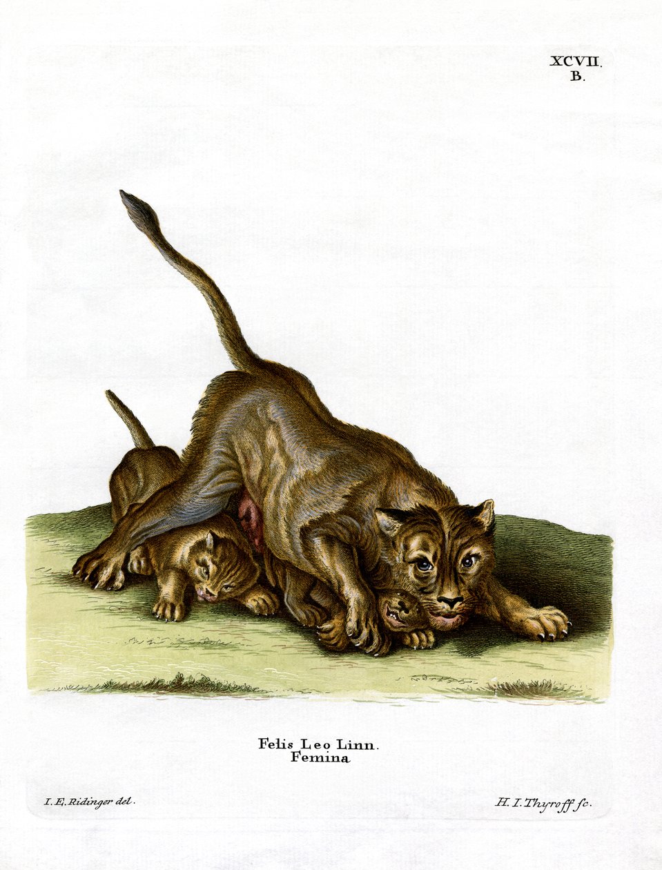 Löwin von German School