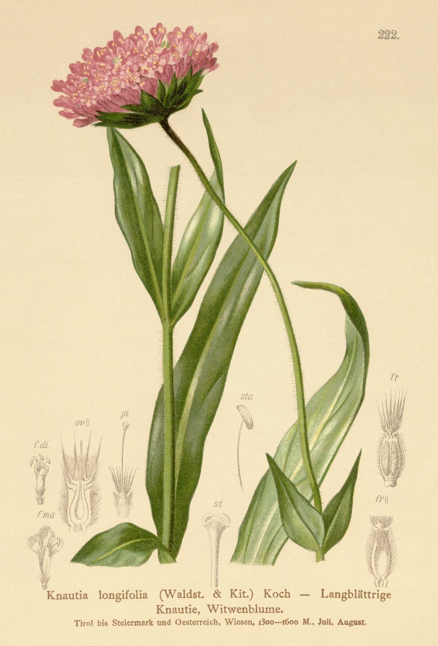 Langblättrige Witwenblume (Knautia longifolia) von German School