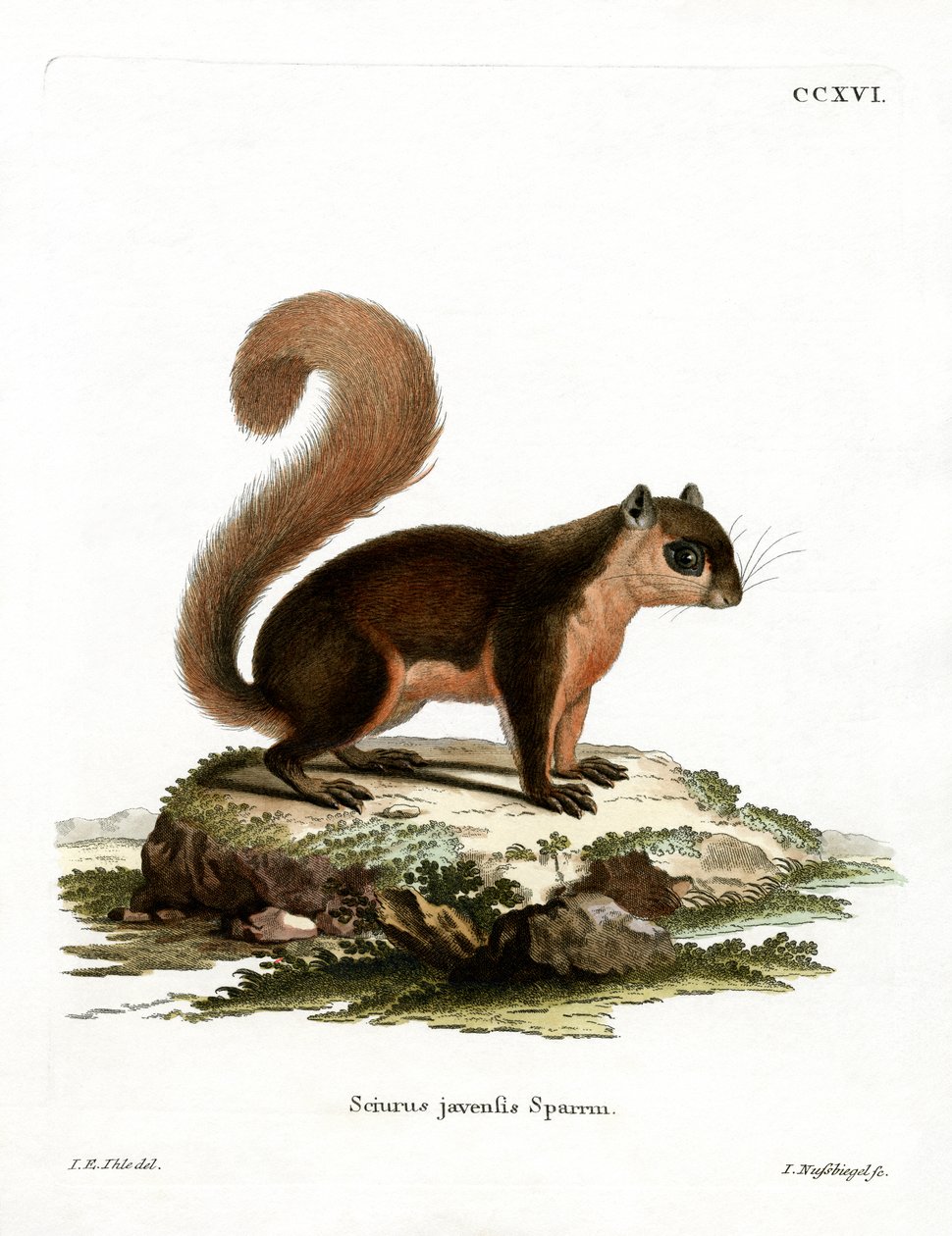 Malaiisches Eichhörnchen von German School