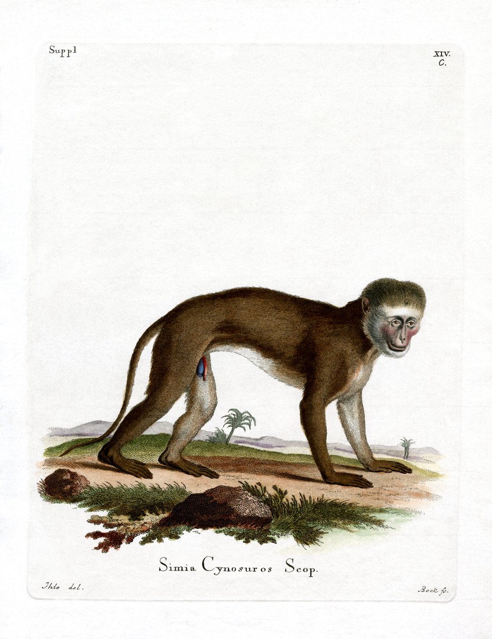 Malbrouck-Affe von German School