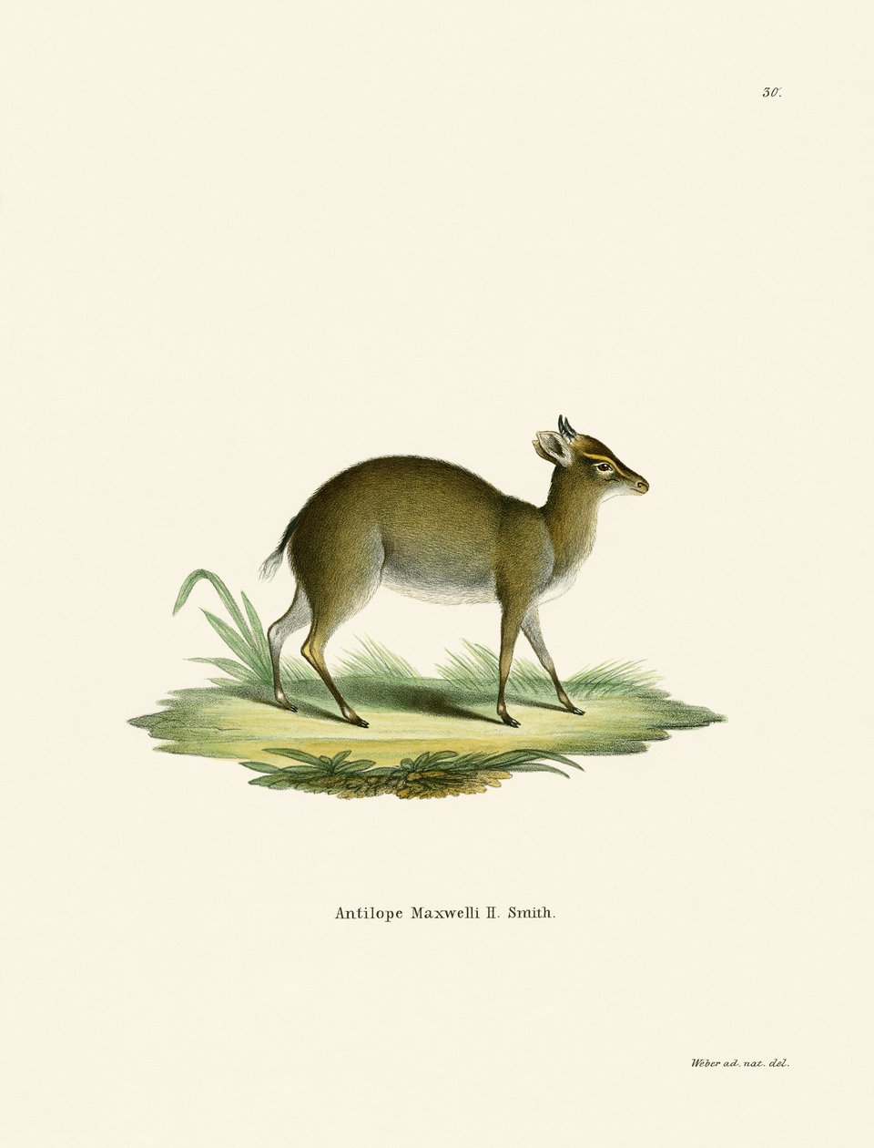 Maxwells Duiker von German School