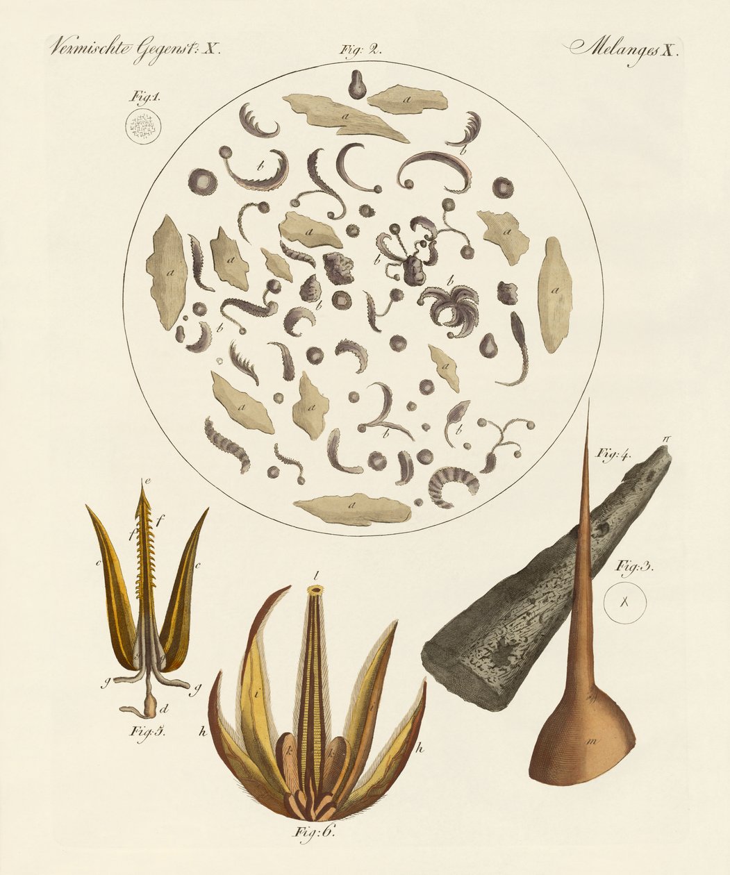 Mikroskopische Objekte von German School