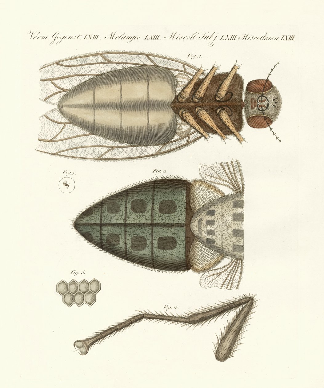 Mikroskopische Ansicht der Stubenfliege von German School