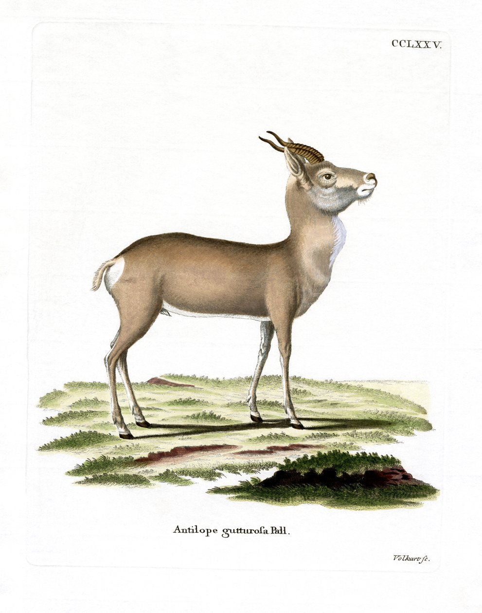 Mongolische Gazelle von German School