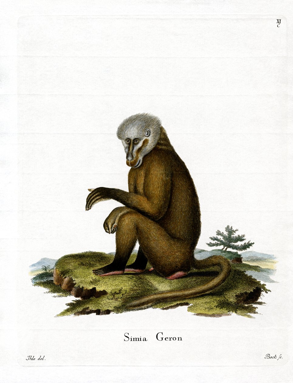 Affe von German School