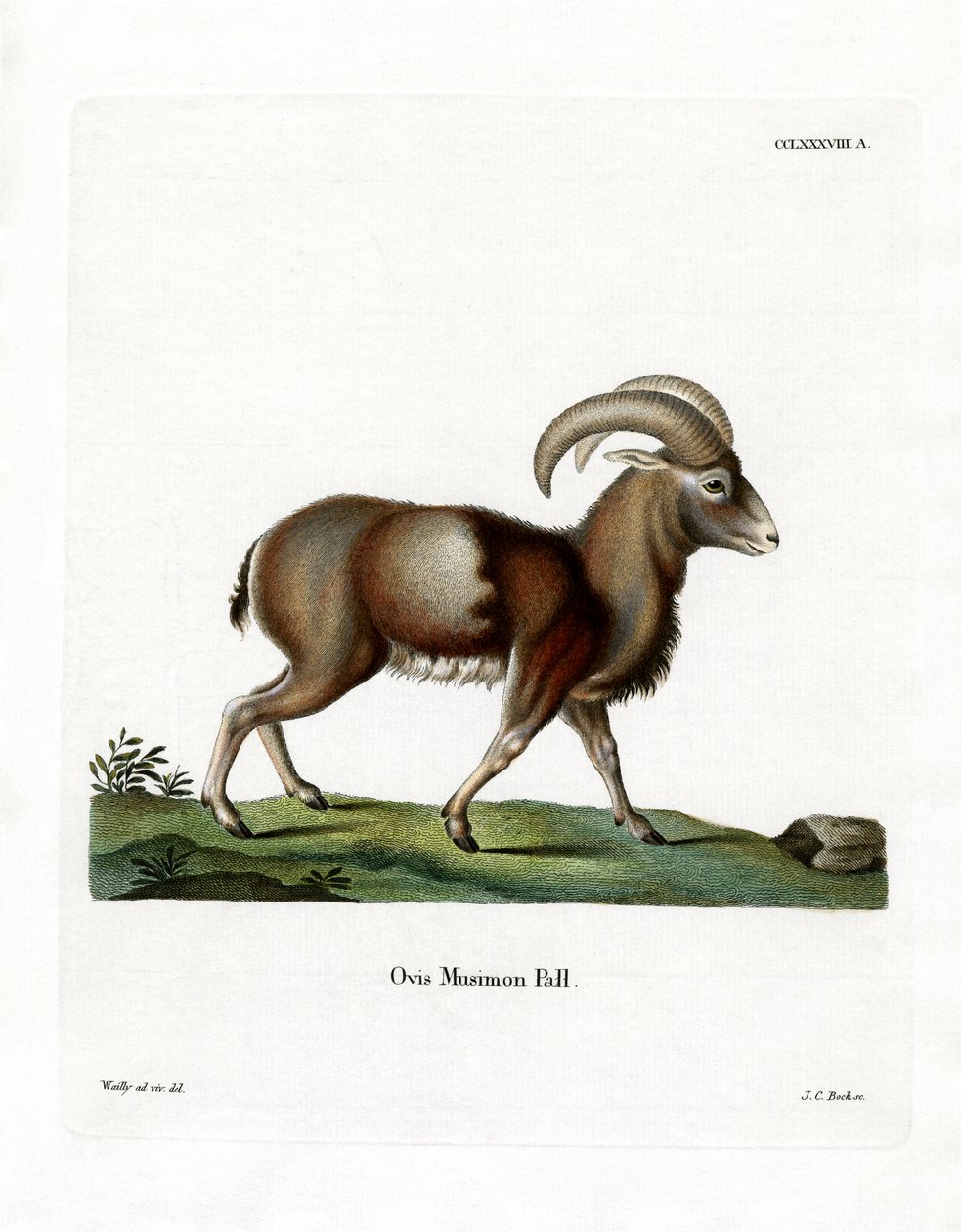 Mufflon von German School