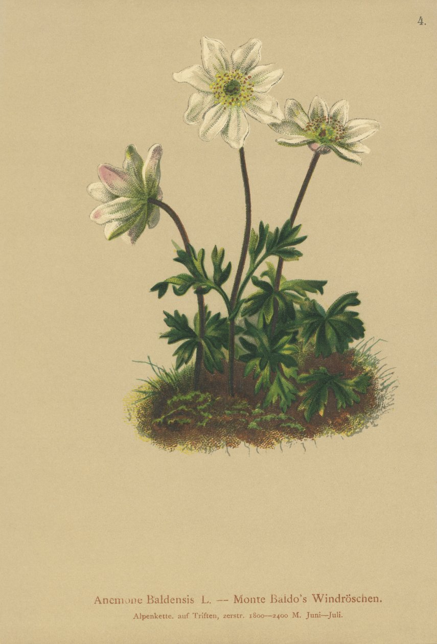 Baldos Anemone (Anemone Baldensis) von German School