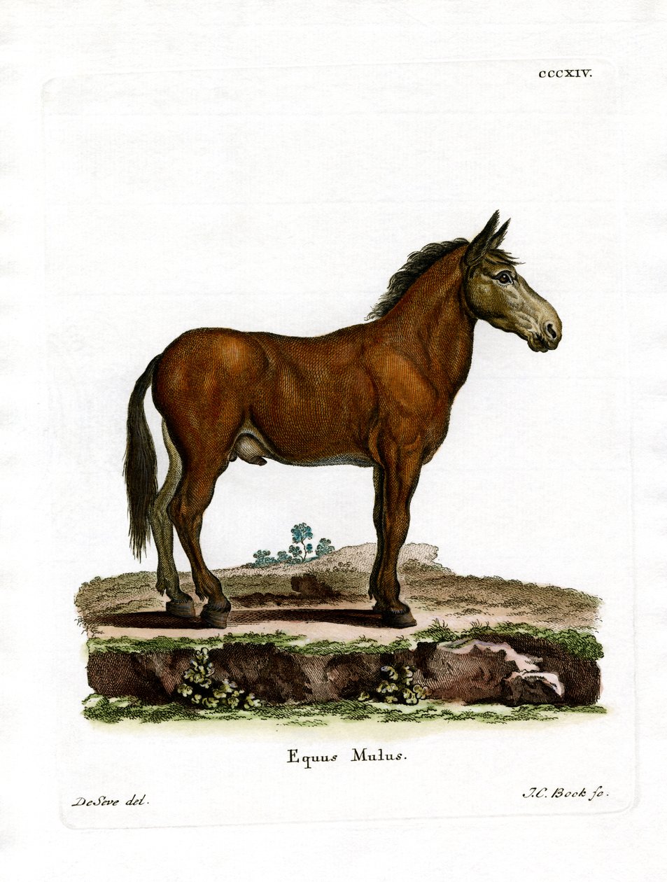 Maultier von German School