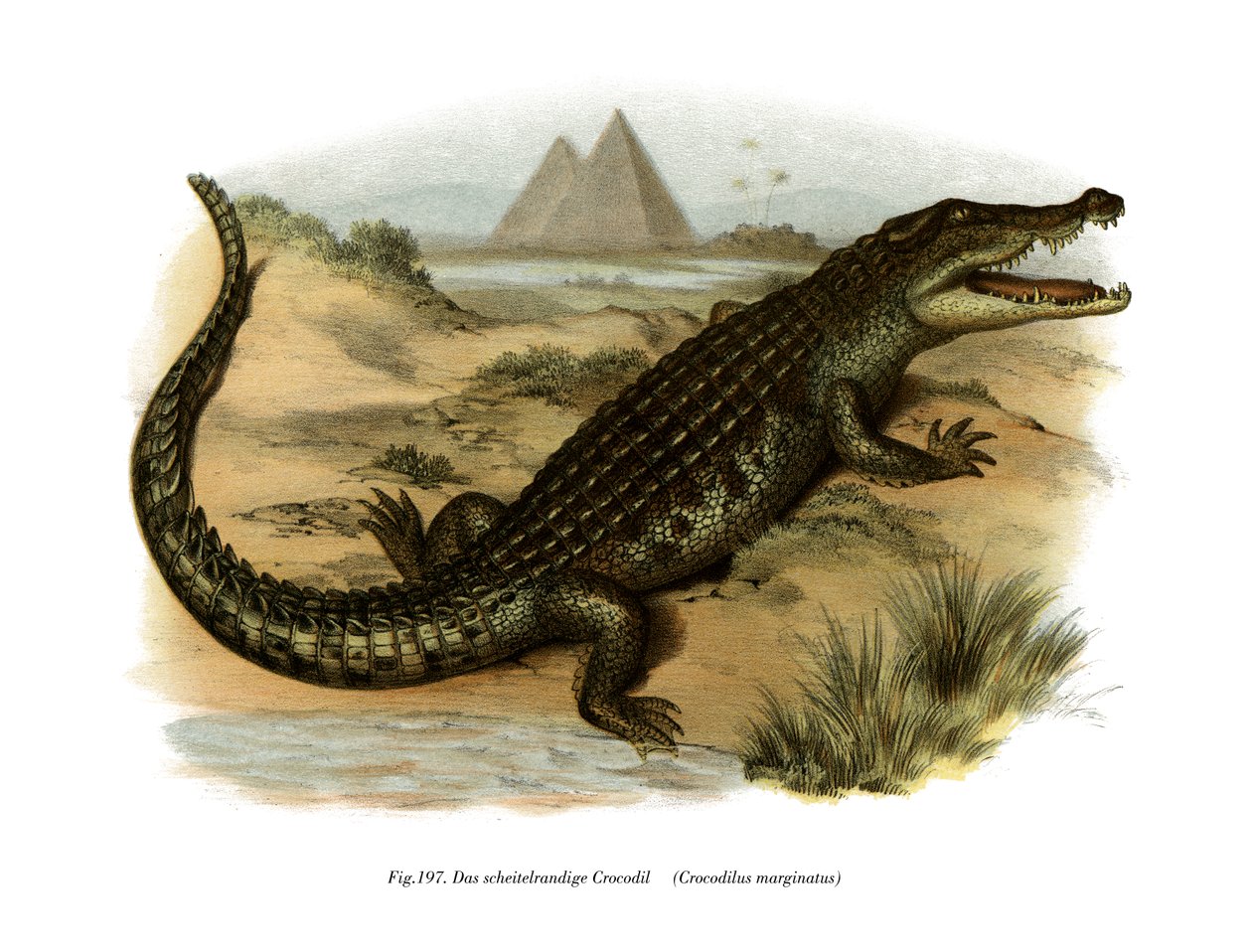 Nilkrokodil von German School