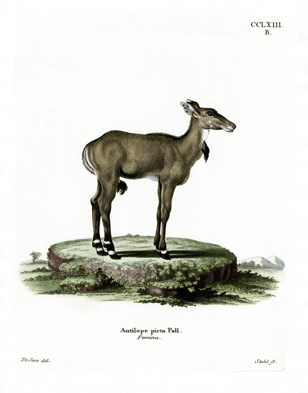 Nilgau von German School