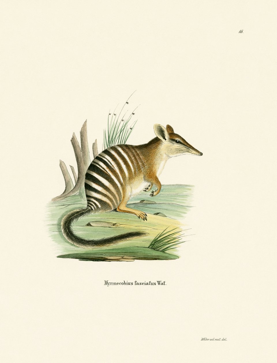 Numbat von German School