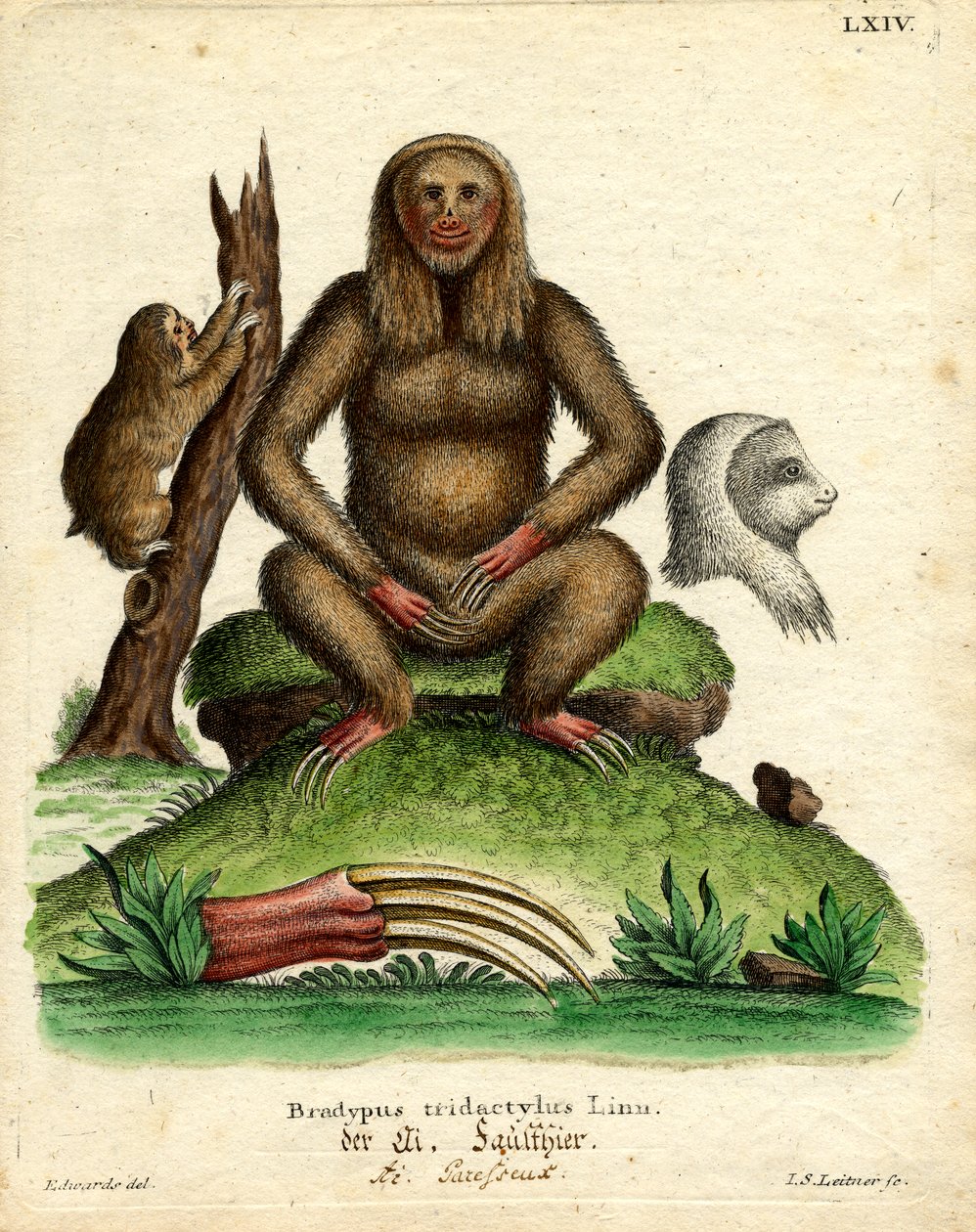 Blasskehl-Faultier von German School