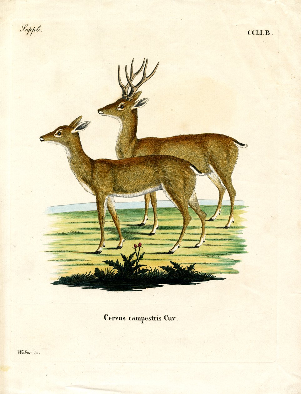 Pampas-Reh von German School