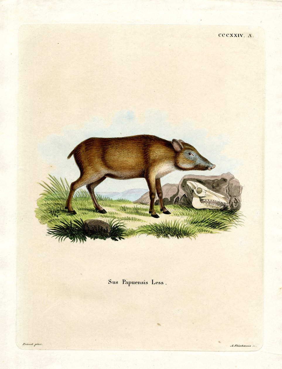 Papuanisches Wildschwein von German School
