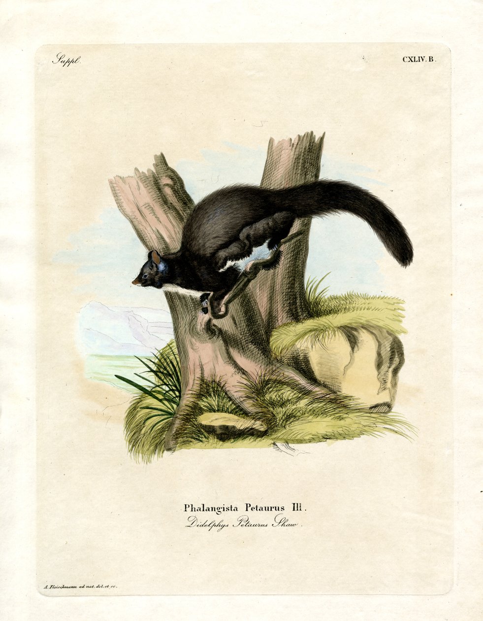 Petaurine Opossum von German School