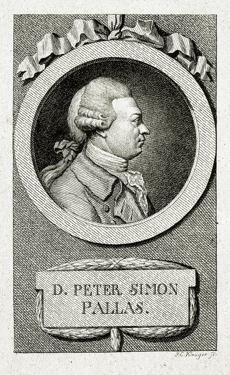 Peter Simon Pallas. (1741 – 1811) von German School
