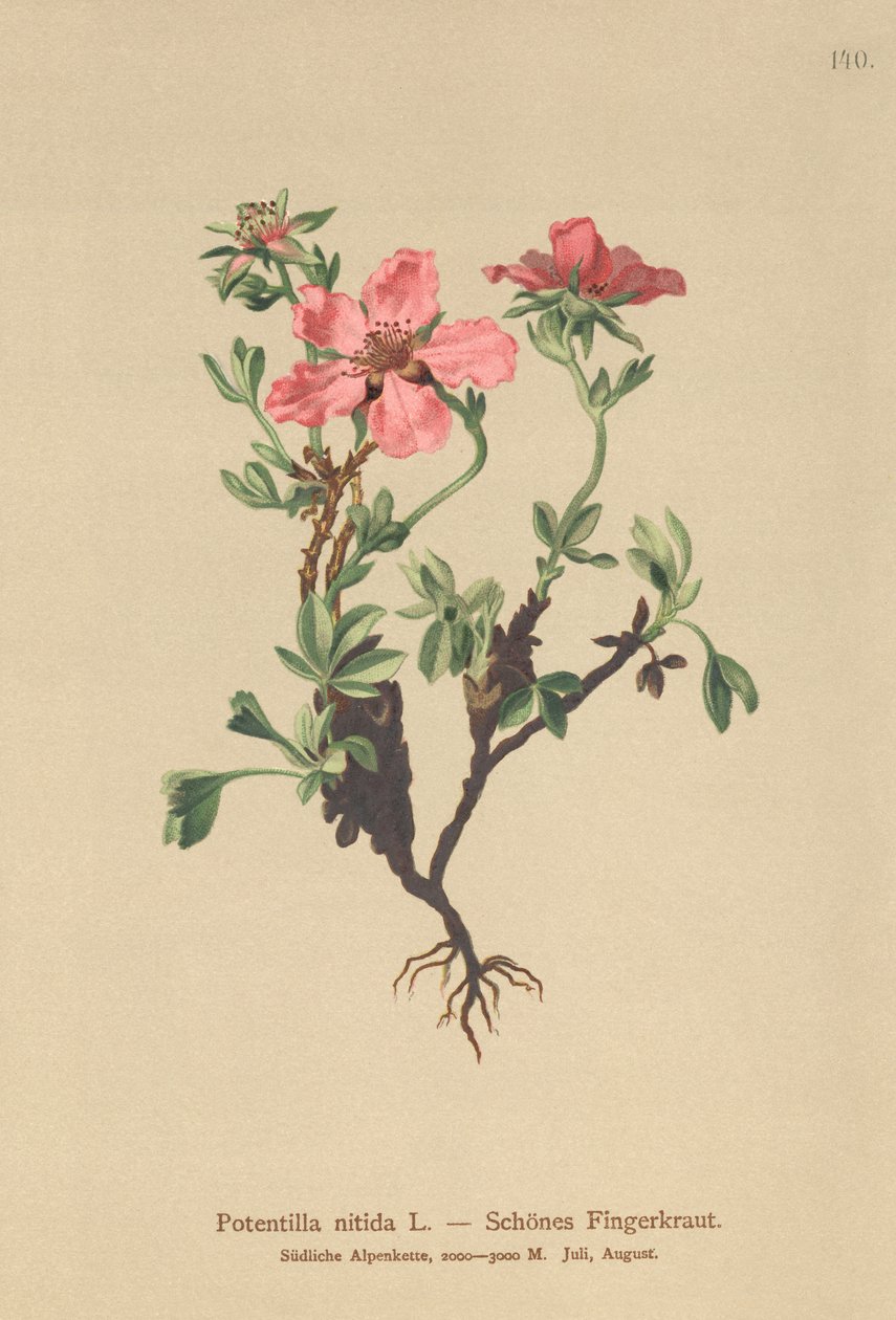 Rosa-Fingerkraut von German School
